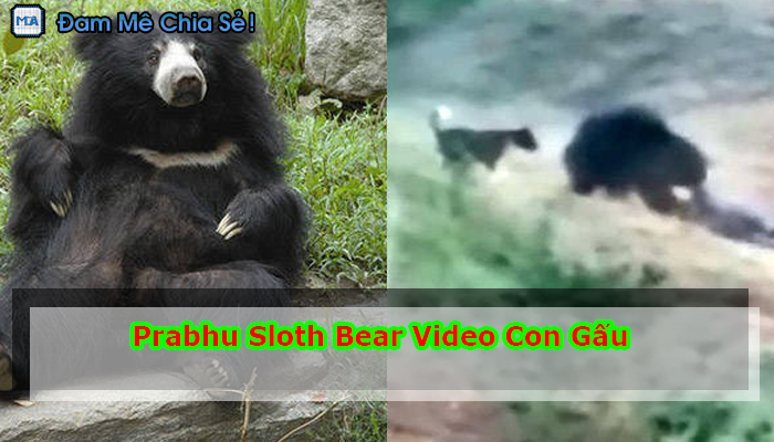 Prabhu Sloth Bear Video Con Gấu